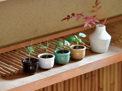Haco Mame Bonsai Growing Kit - Red Pine