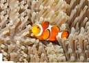 Torch & Projector - Sea Creatures