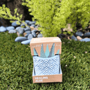 Succulent Collection: Aloe Vera