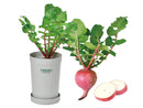 Colourful Mini Radish - Deep Red