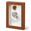Framed Fossils