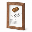 Framed Fossils