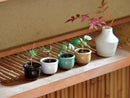 Haco Mame Bonsai Growing Kit - Red Pine