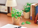Growing Kit - Catnip