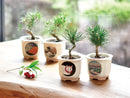 Bonsai Growing Kit - Cat with Fiji - Black Pine