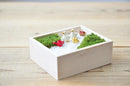 Koke Bon - Decorative Moss Garden Kit