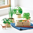 Neko Fuji WAPPA Growing Kit - Mizuna