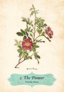 Oracle of The Roses