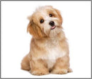 Torch & Projector: Puppy