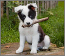 Torch & Projector: Puppy
