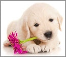 Torch & Projector: Puppy