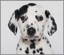 Torch & Projector: Puppy