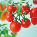 Heartomato - Heart-shaped tomato